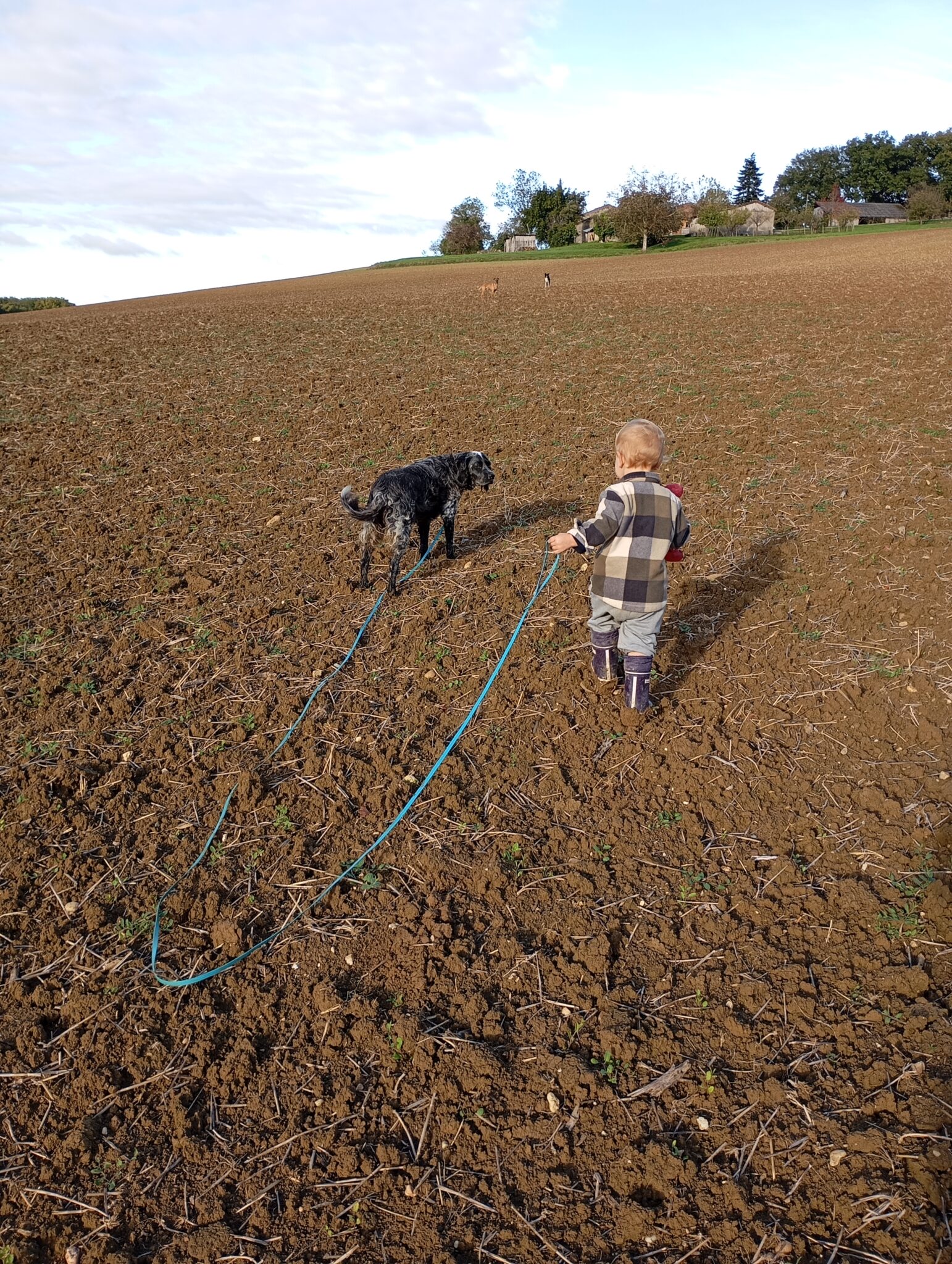 Promenade chien proche Fleurance