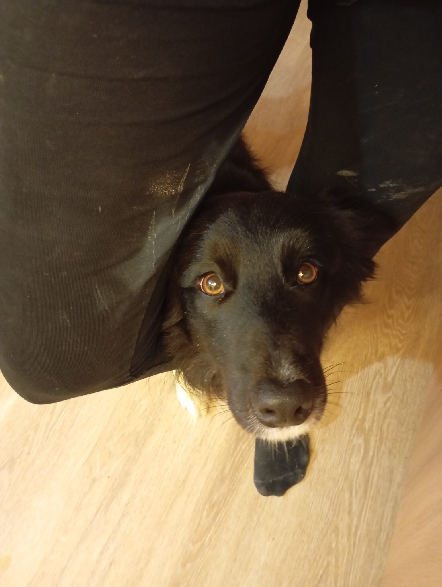 Pension canine proche Agen