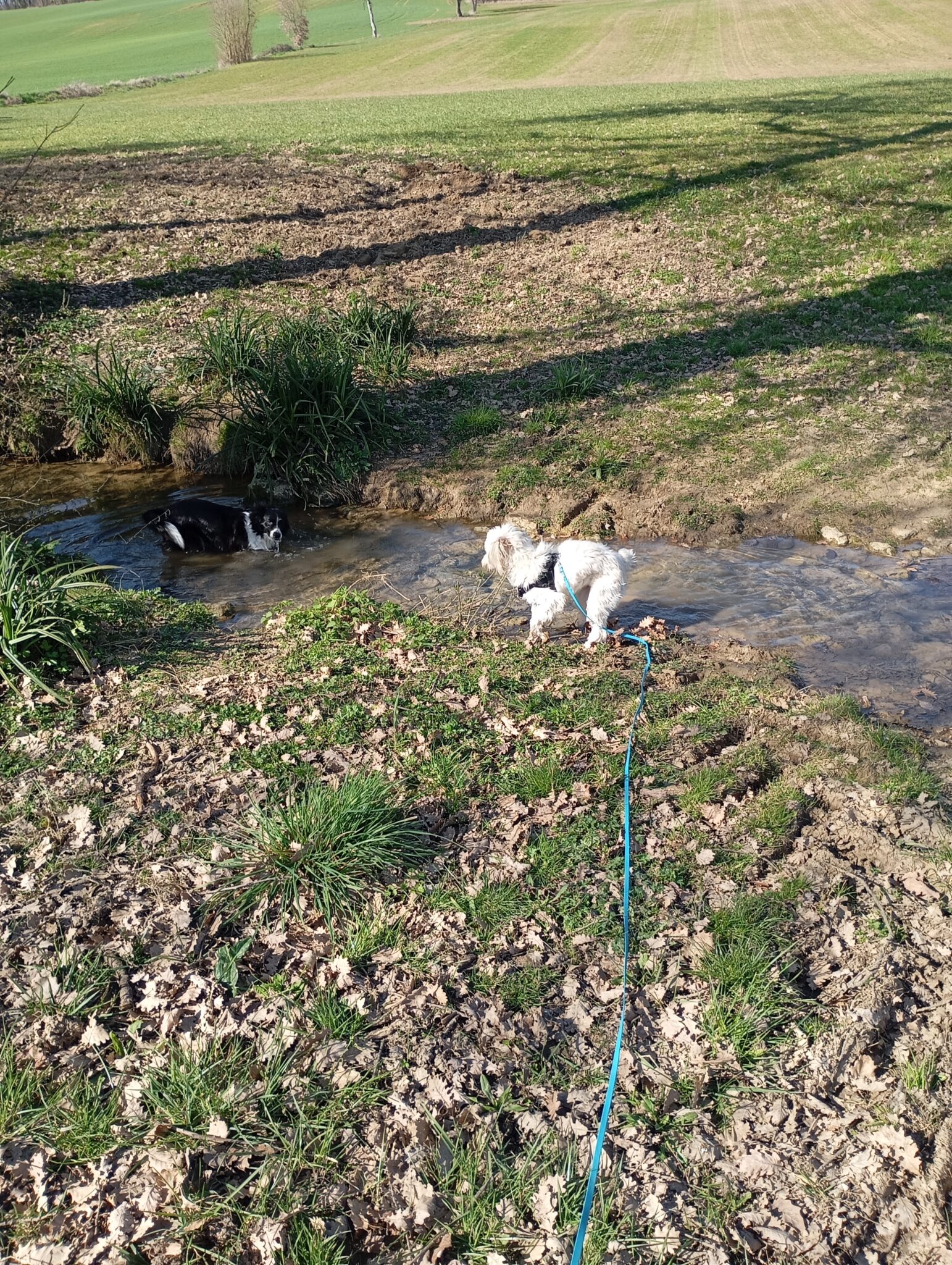 Promenade chien proche Agen