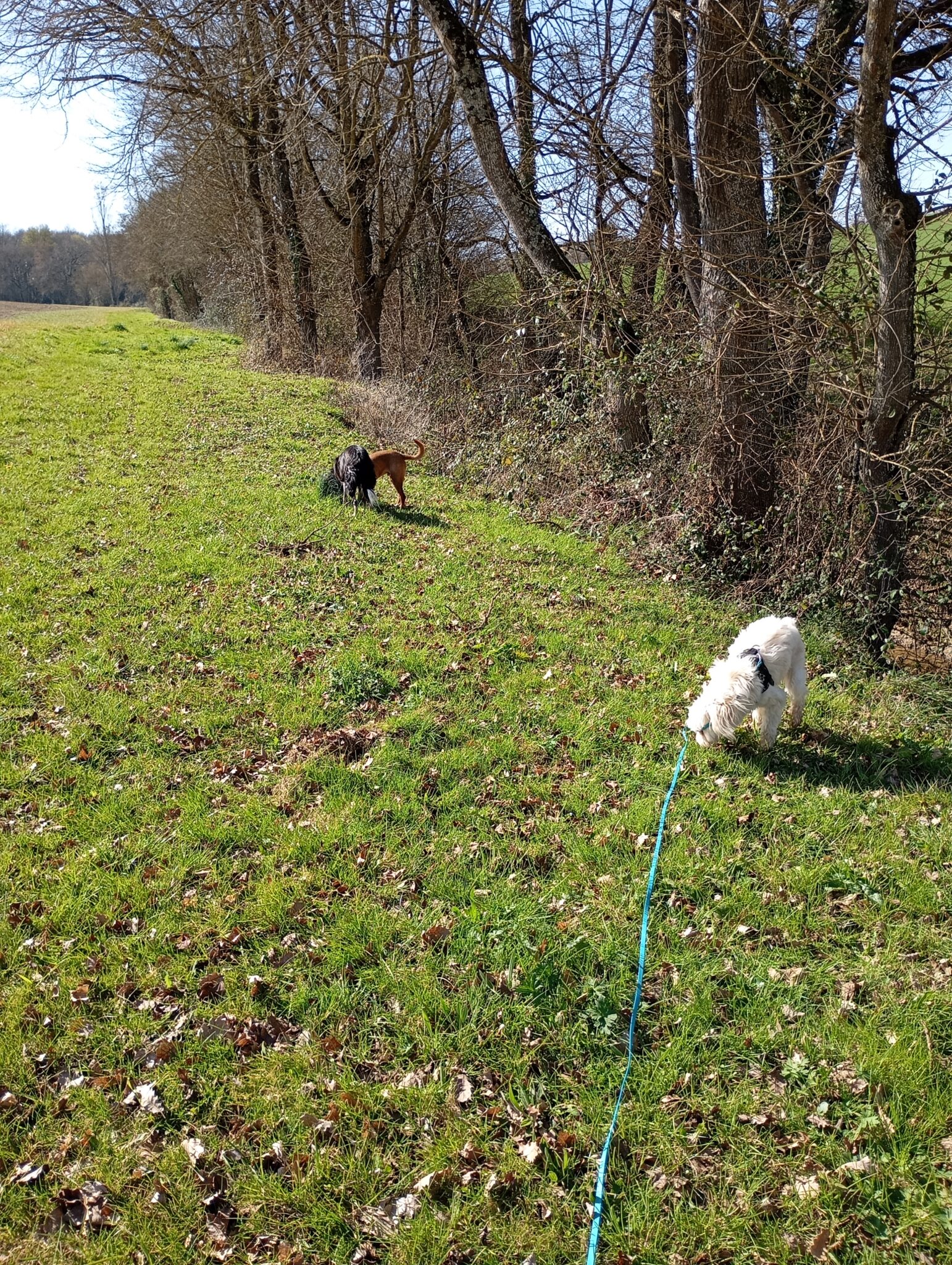 Garde chien proche Agen