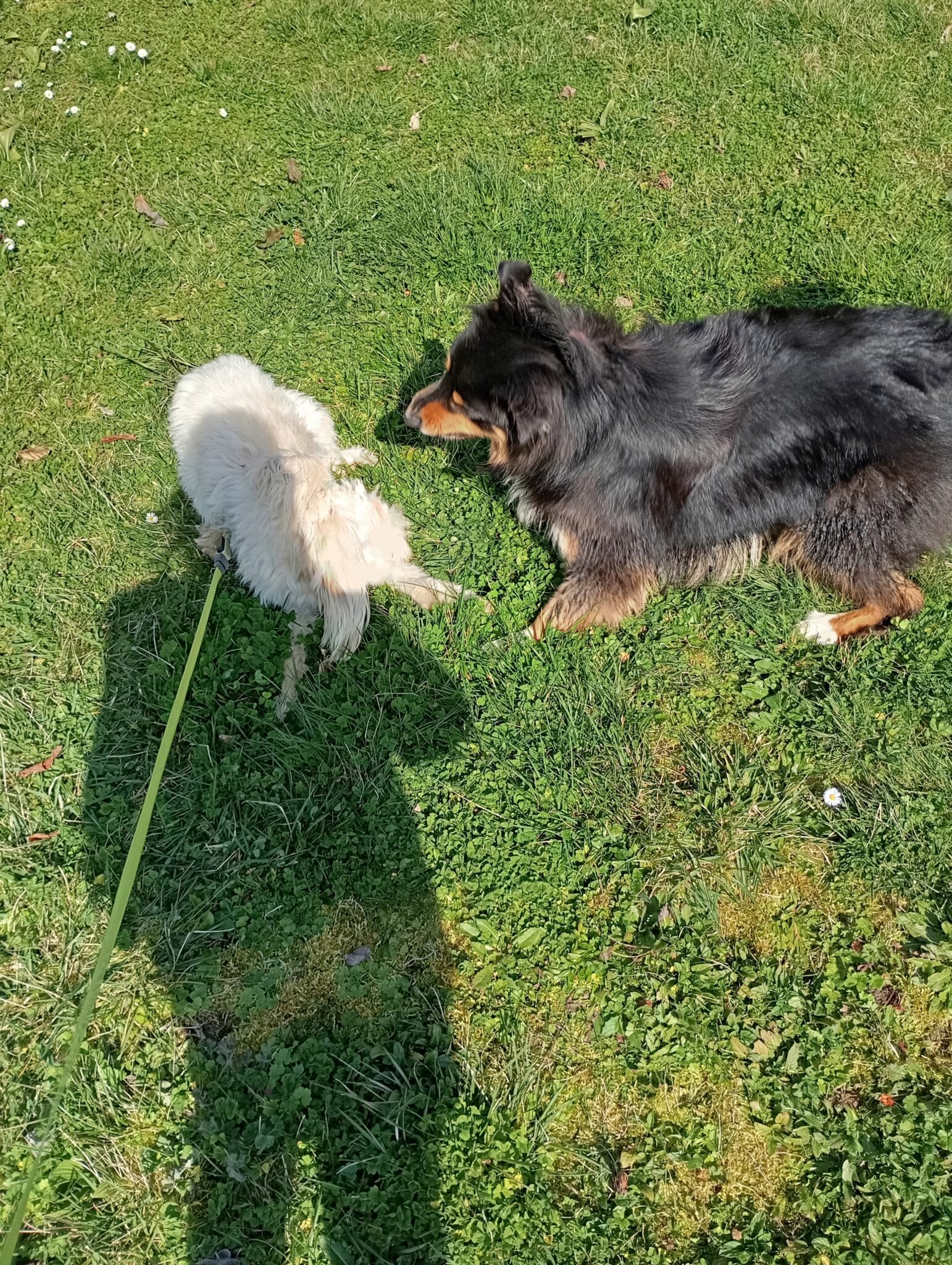 Promenade chien Astaffort