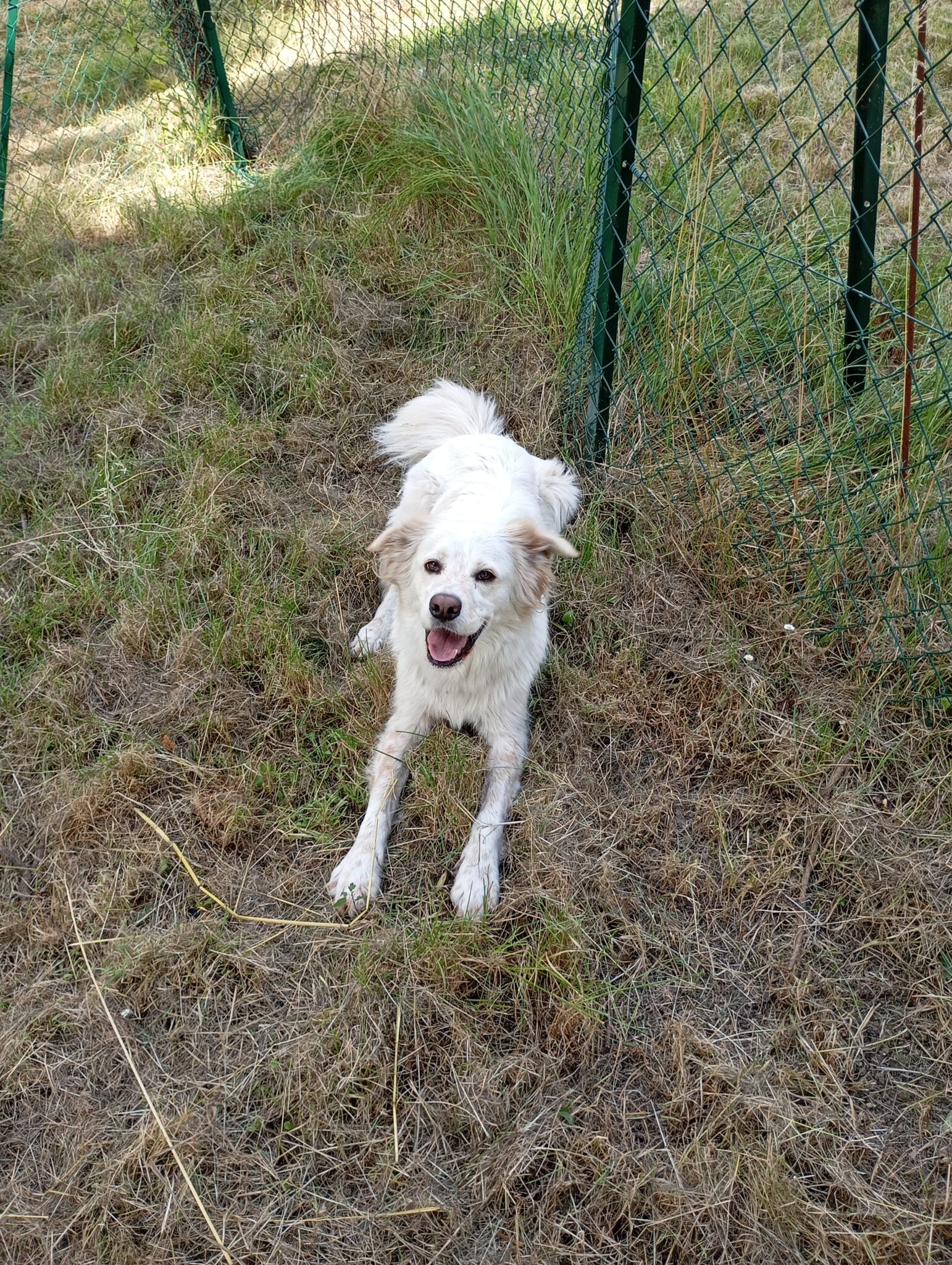 Pension chien proche Fleurance