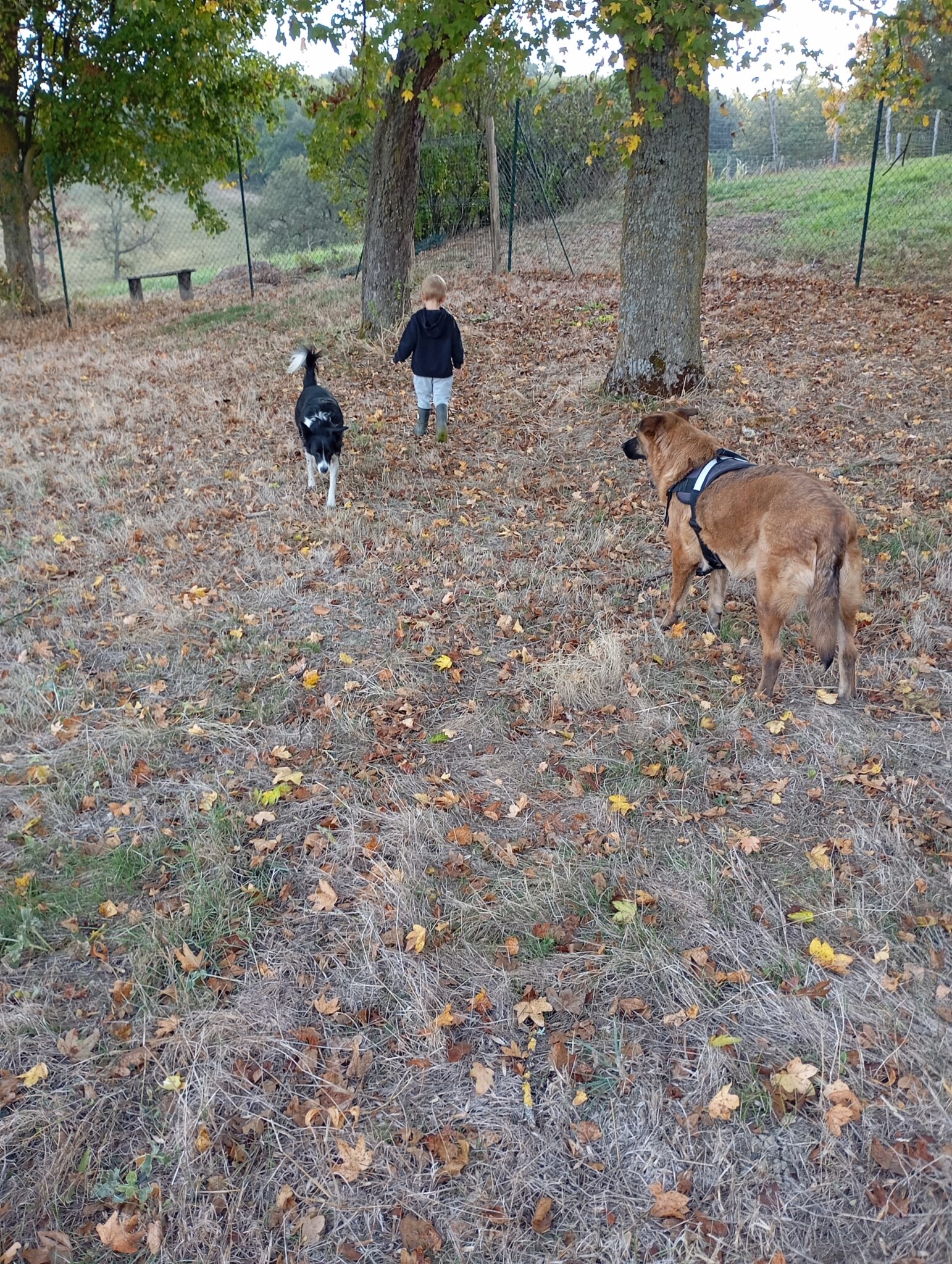 Garde chien Astaffort