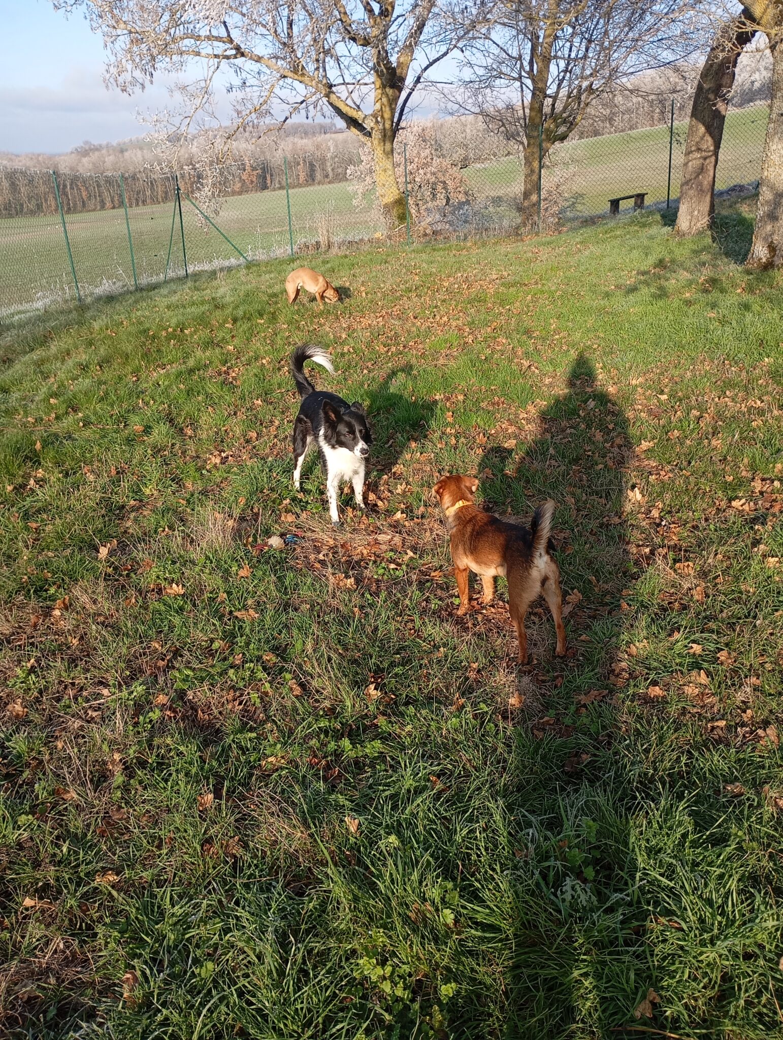 Garde chien proche Fleurance