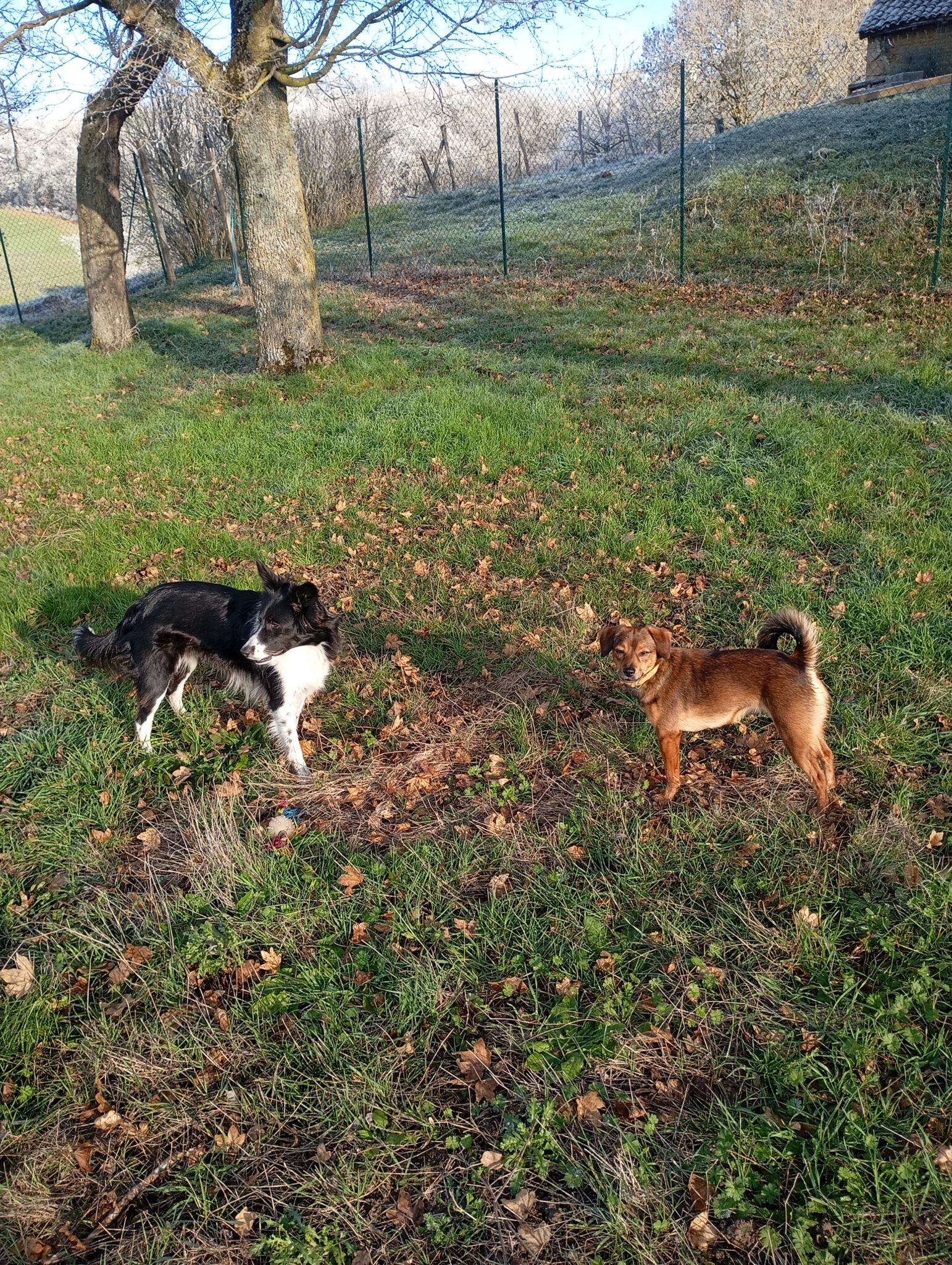 Pension chien proche agen