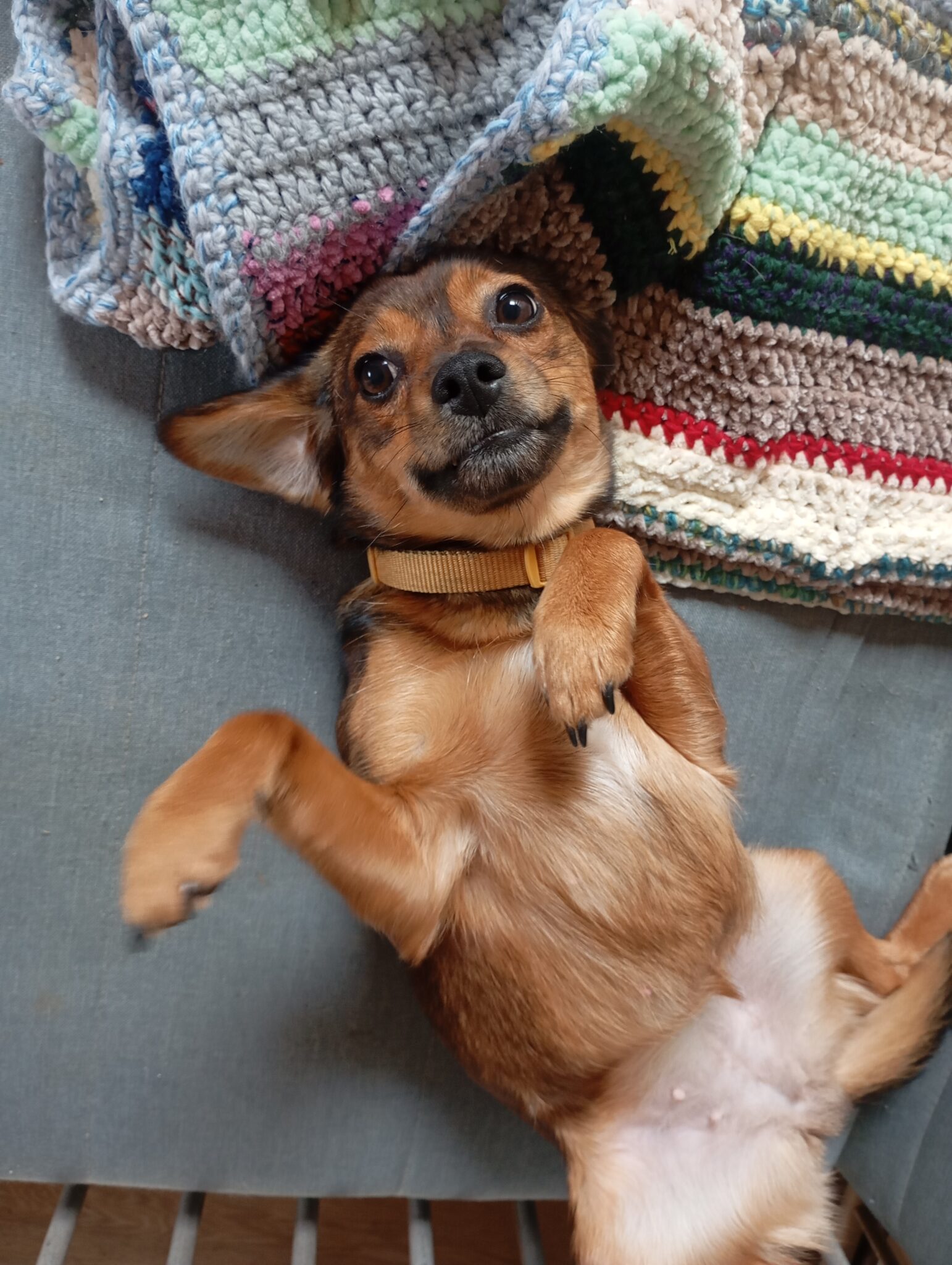 Pension canine proche Fleurance