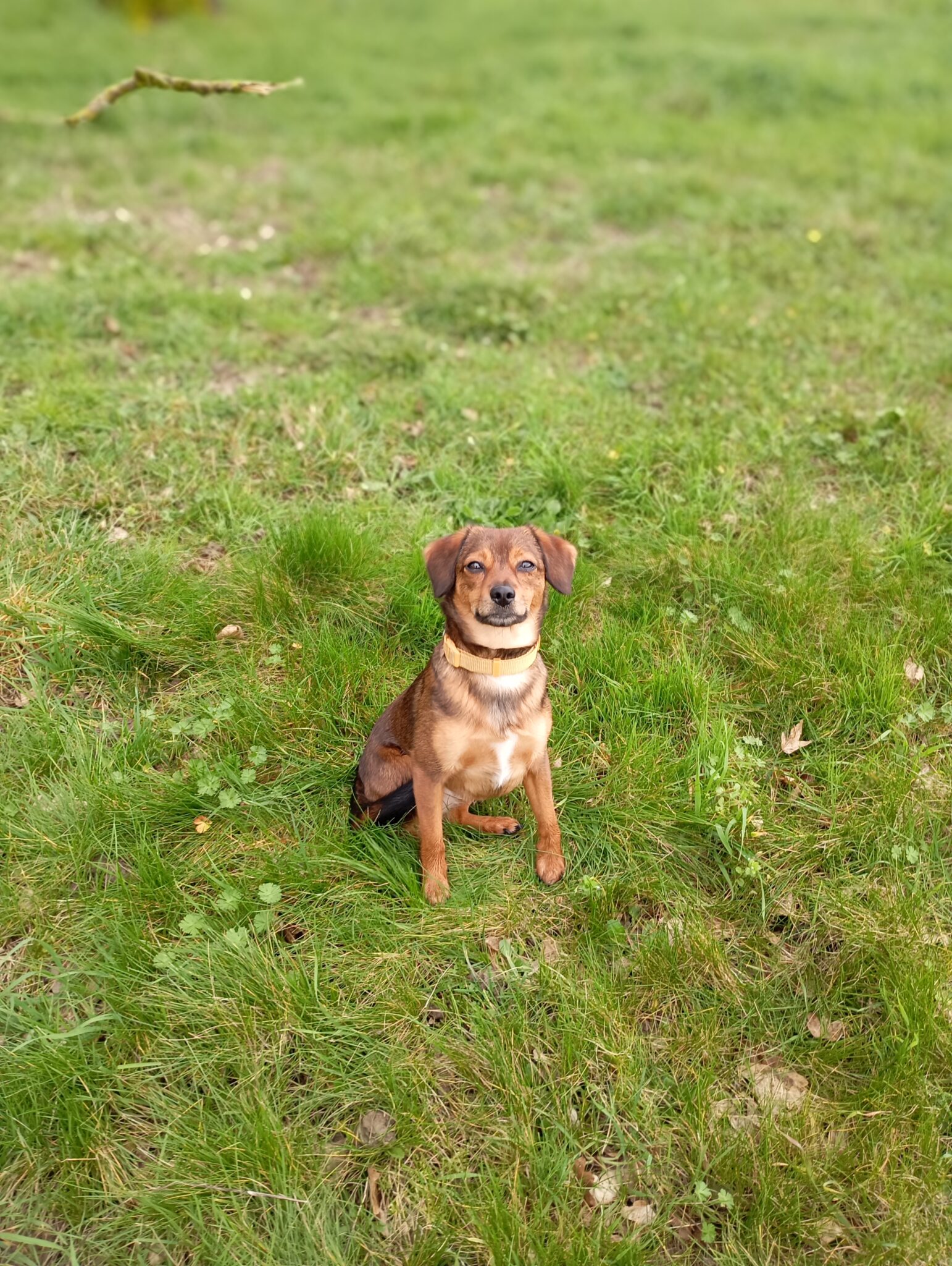 Pension chien Astaffort